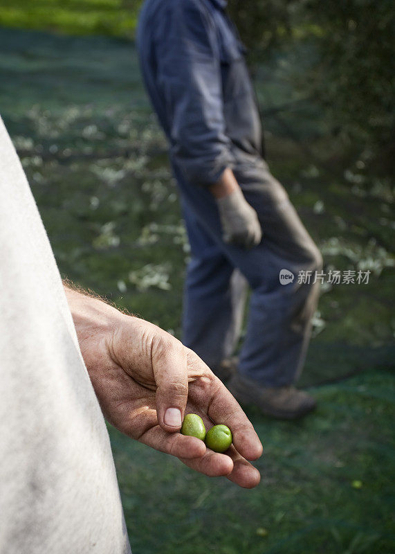 农民在橄榄收获期间的手