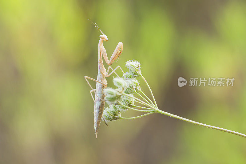 螳螂稻草的颜色。