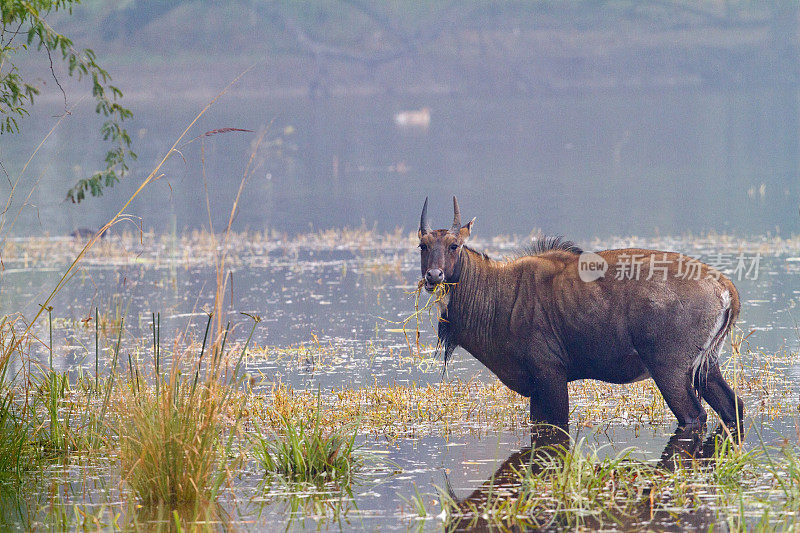 印度北部的蓝牛(Nilgai)