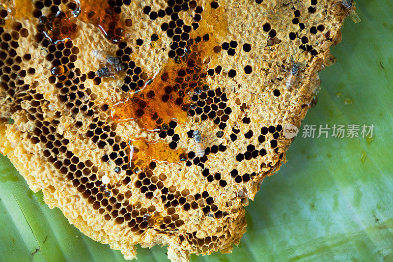 泰国蜜蜂和蜂巢