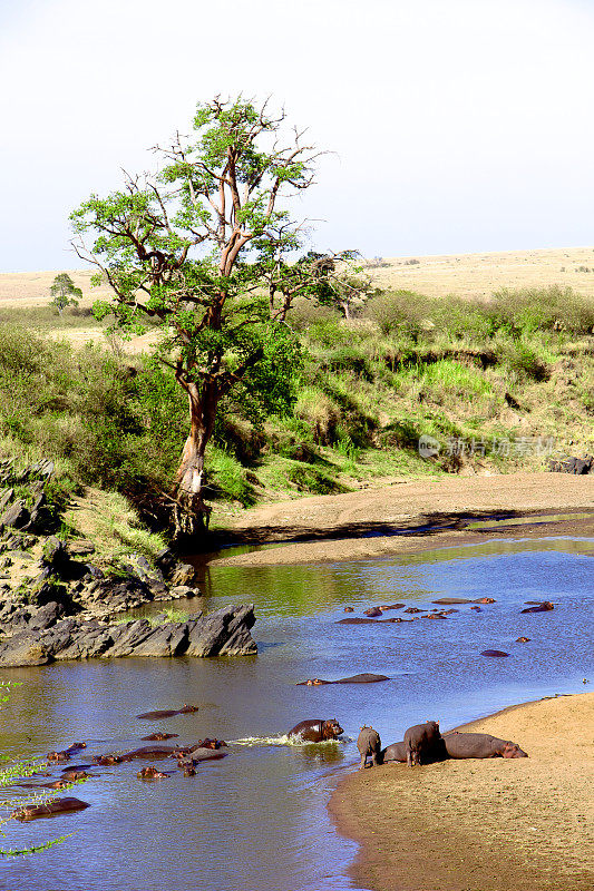 肯尼亚，东非-马拉河在旱季和河马荚在他们的自然栖息地-从热气球空中拍摄