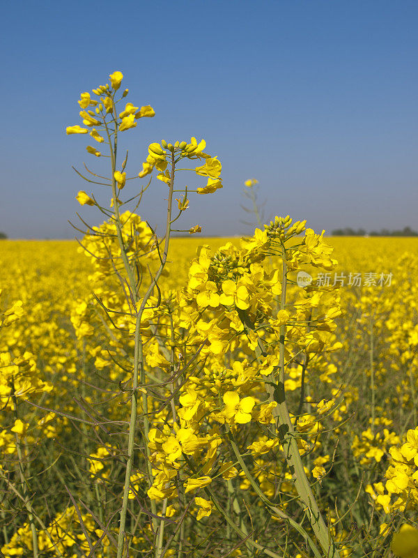 油菜油菜