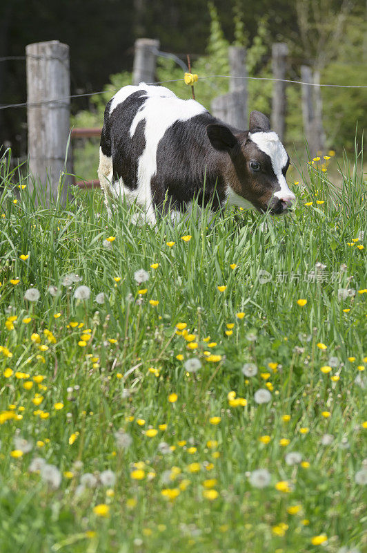蒲公英田里的小牛，年轻的荷斯坦牛，拷贝空间