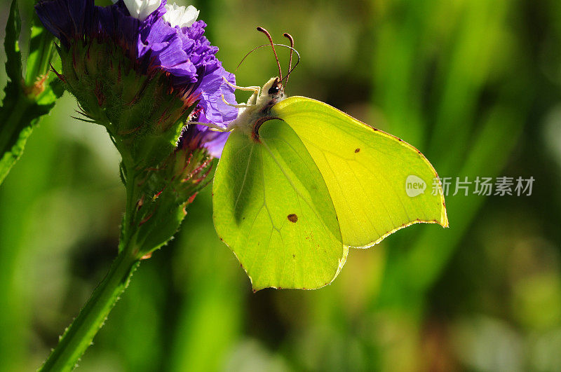 硫磺蝴蝶,英国