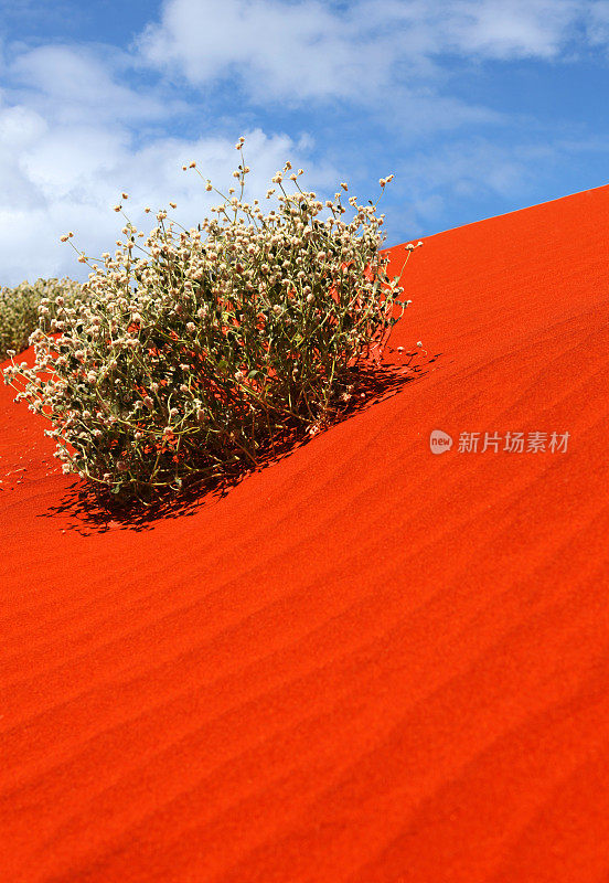 红澳大利亚沙丘