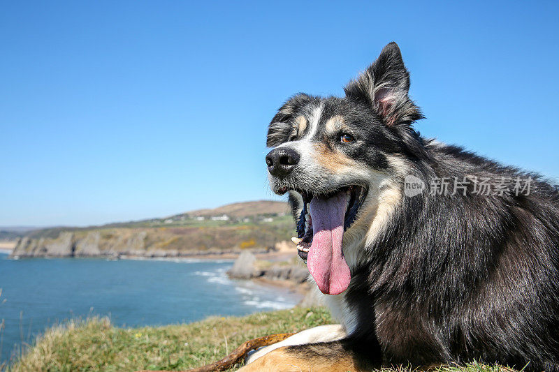 在长满草的岬角上的边境牧羊犬