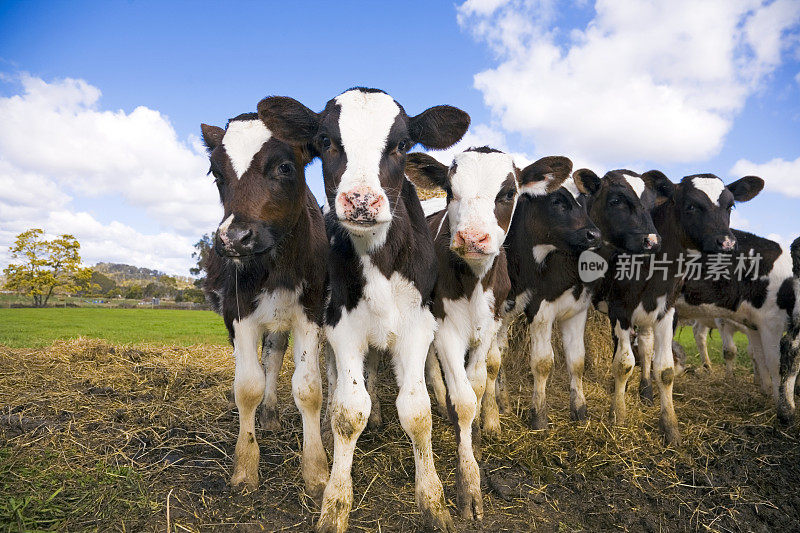 面对镜头的绿色田野里的一群小牛