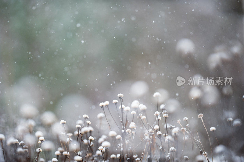 下雪时种子穗