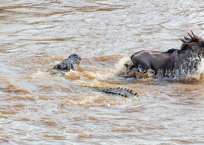 鳄鱼攻击-肯尼亚大角马迁徙