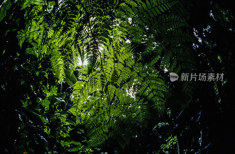 热带雨林中的蕨类植物