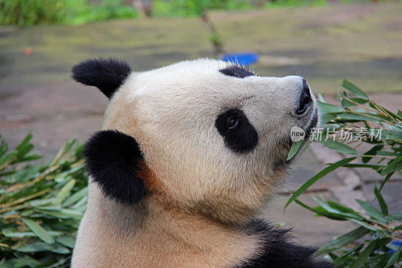 熊猫向后看——中国