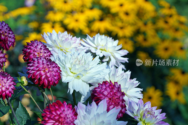 大丽花和紫锥菊