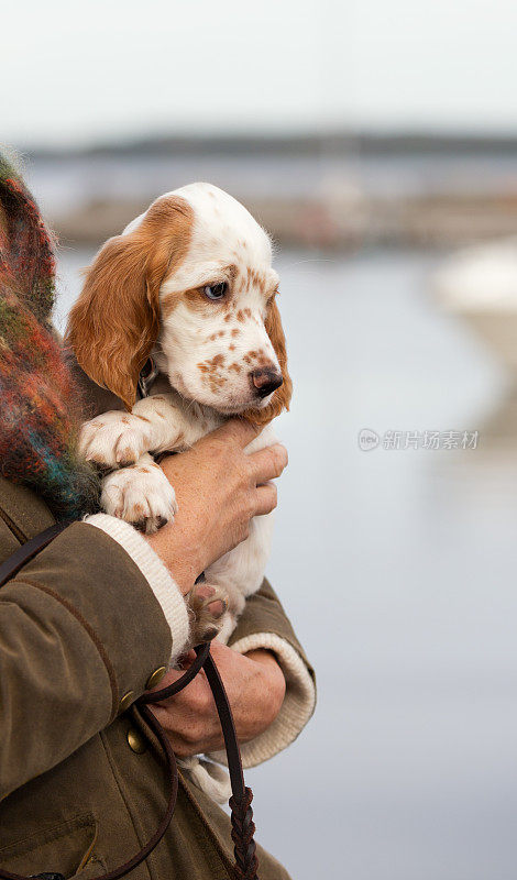 主人怀中的英国塞特犬，挪威