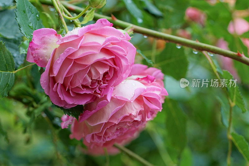 英国玫瑰花朵