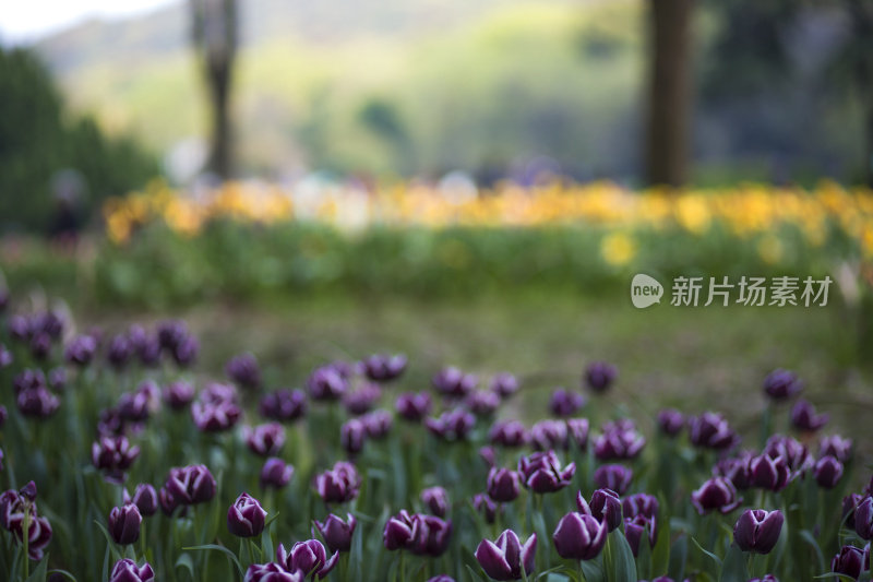 郁金香花