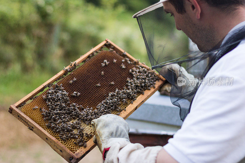 养蜂人拿着一个蜂巢框架