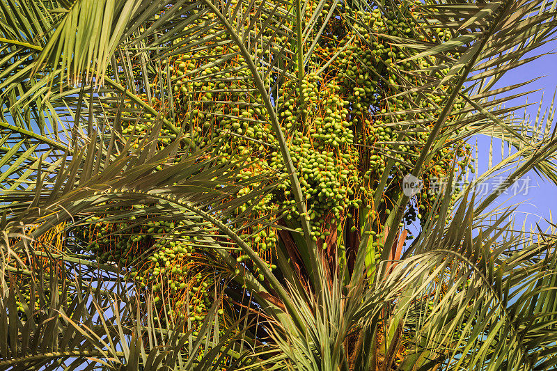 阿联酋迪拜——棕榈树上的绿枣特写