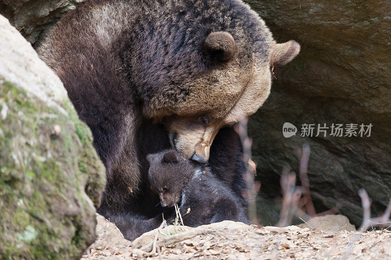 熊妈妈和孩子