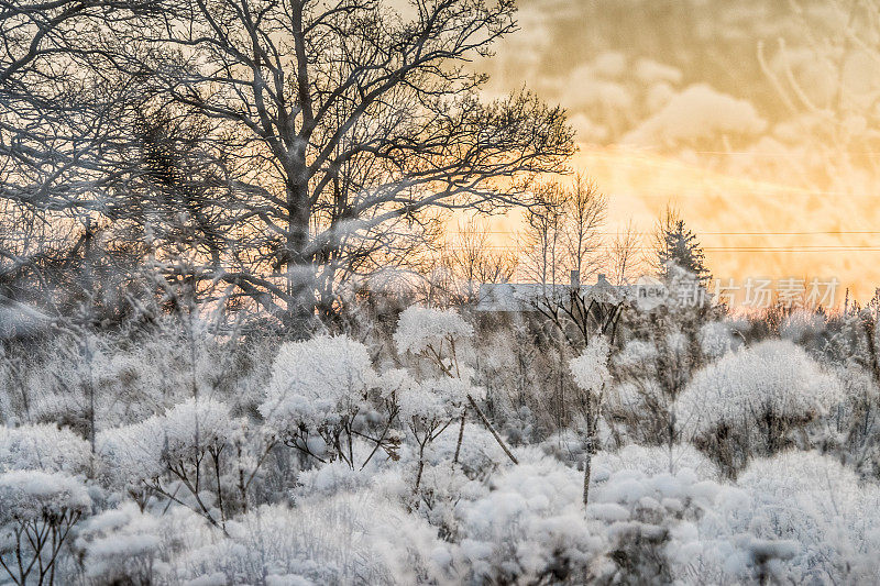 多重暴露与景观和雪上植物