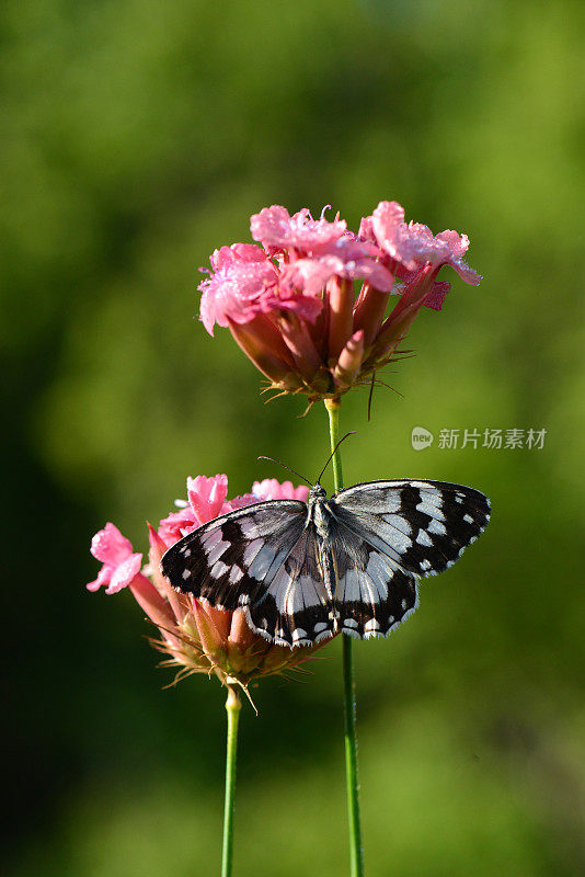 花上的蝴蝶