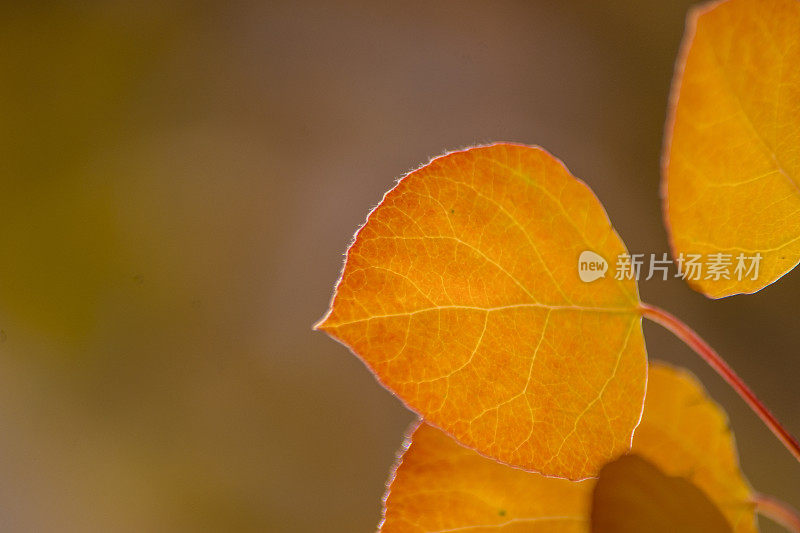 秋天白杨树叶