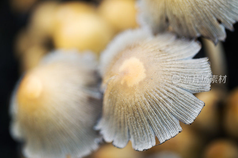 秋季野蘑菇