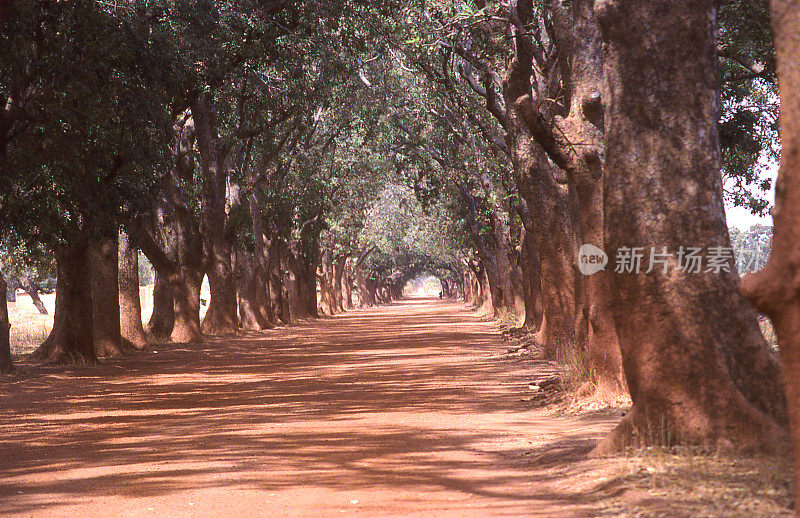 绿树成荫的土路和大红木树附近的布基纳法索非洲