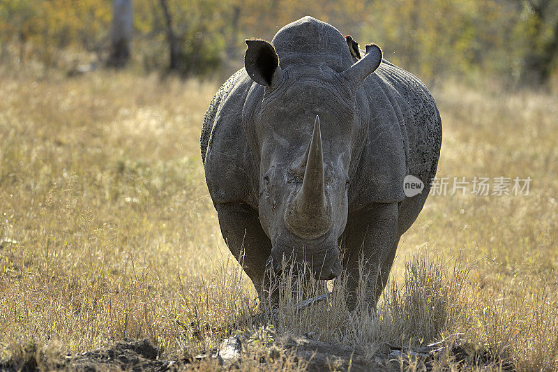 愤怒的白人Rhinocerus