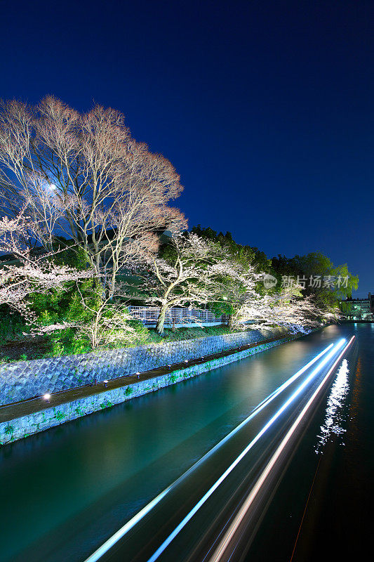 京都春光夜景