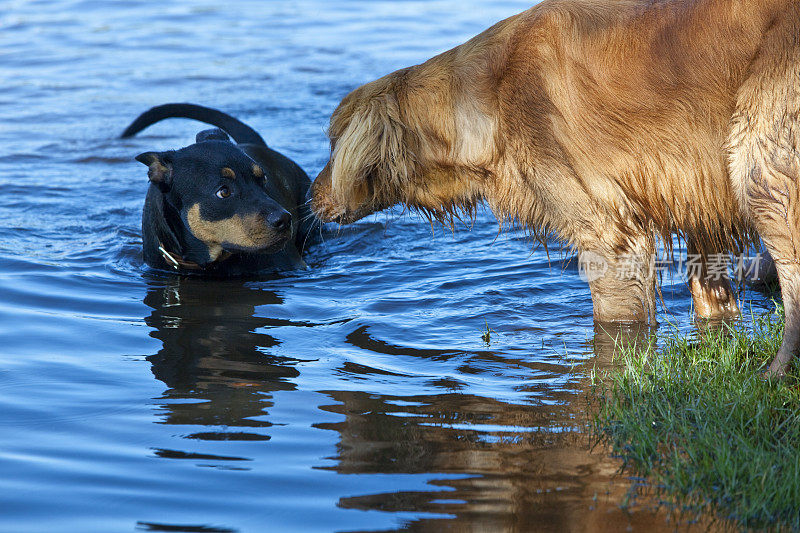 金毛猎犬在湖边遇到了另一只狗