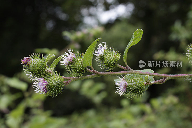 较小的牛蒡紫色花钩刺导致维可牢尼龙搭扣