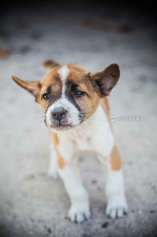 杂交幼犬