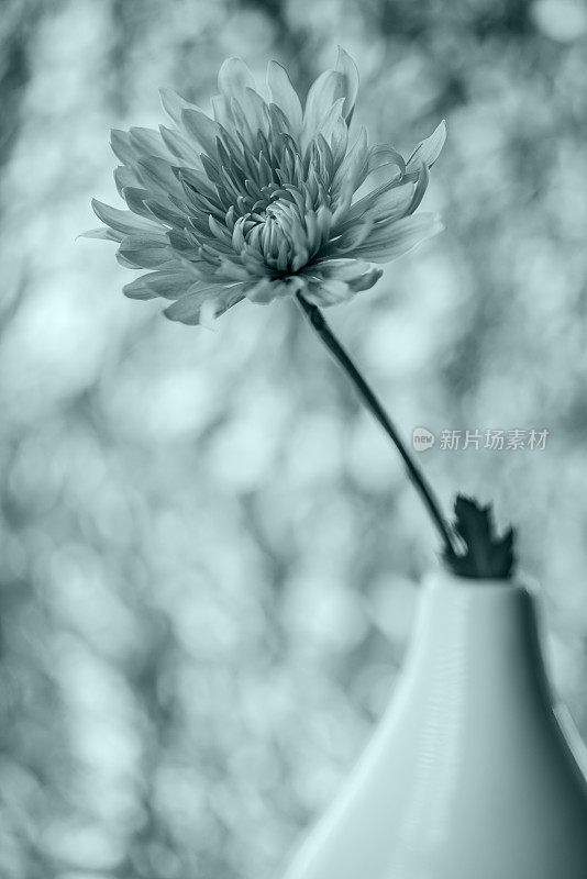 白色开花植物特写