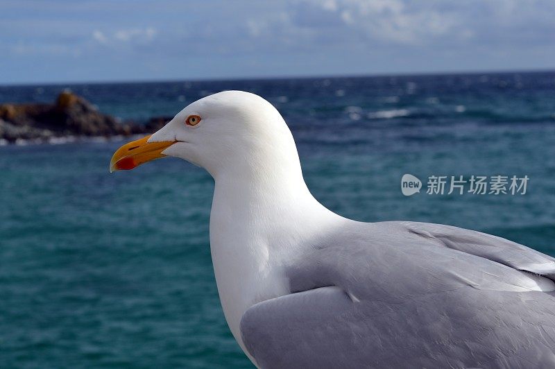 海鸥