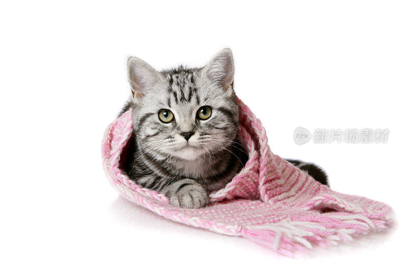 围巾里的漂亮小猫(孤立在白色上)
