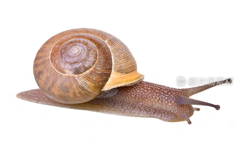 常见的蜗牛