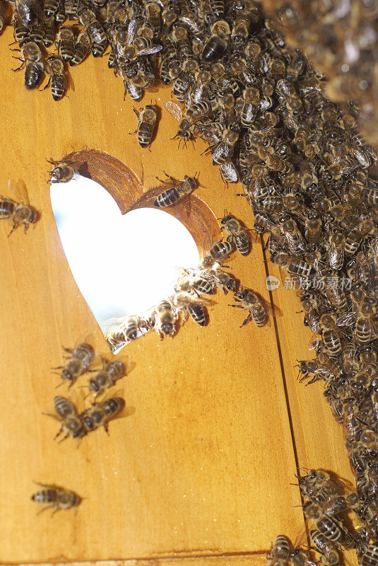 蜜蜂在百叶窗和窗户之间蜂拥而至