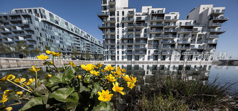 黄色的花，水，混凝土，玻璃，钢Ørestaden，哥本哈根，丹麦