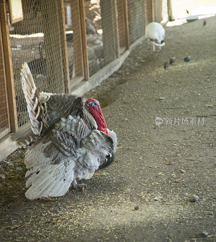 彩色火鸡外笼