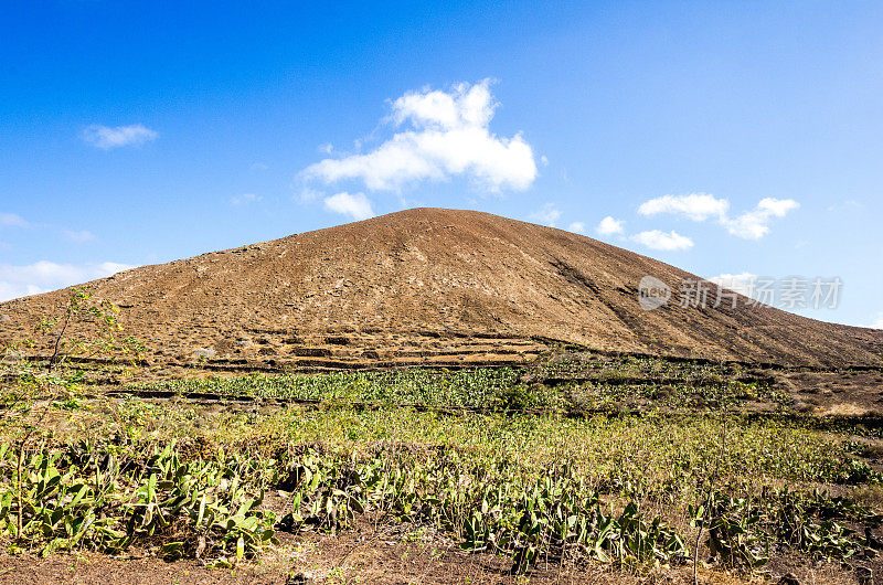 火山guaitza仙人掌lanzarote