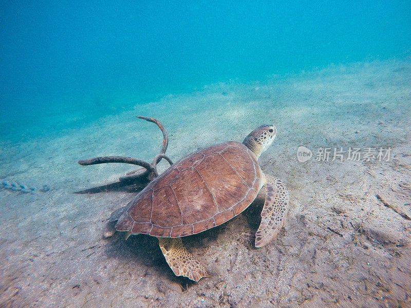 在地中海游泳的绿海龟