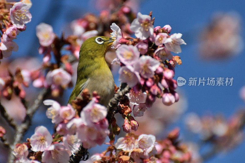 樱花和日本白眼睛