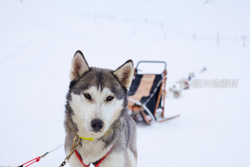 雪橇犬