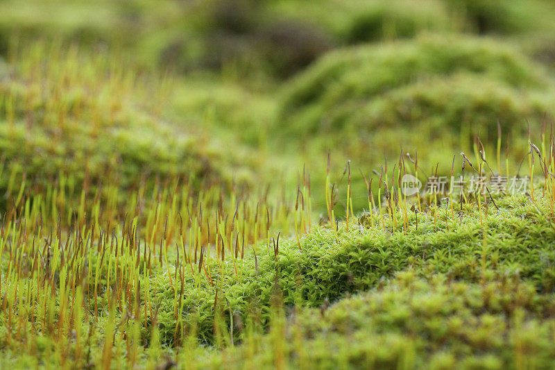 屋顶苔藓宏