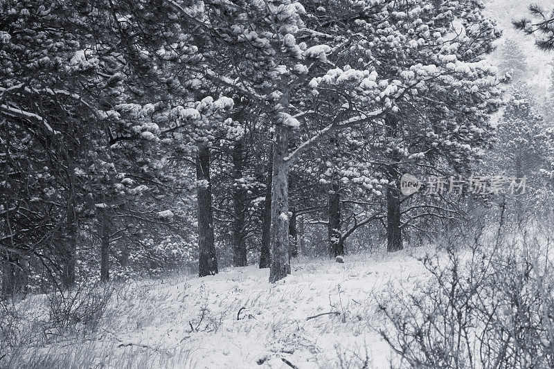派克国家森林的冬天