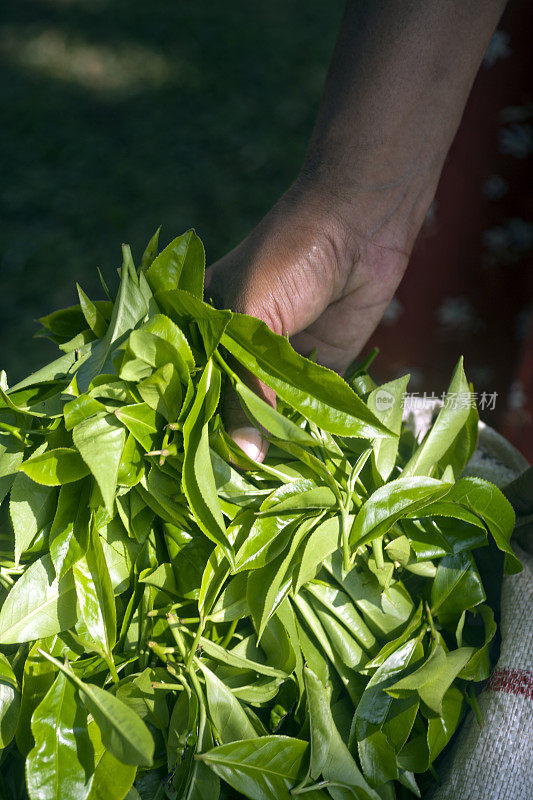 一包刚摘的茶叶