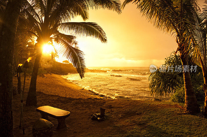 沙滩上的棕榈树映衬着橙色的夕阳