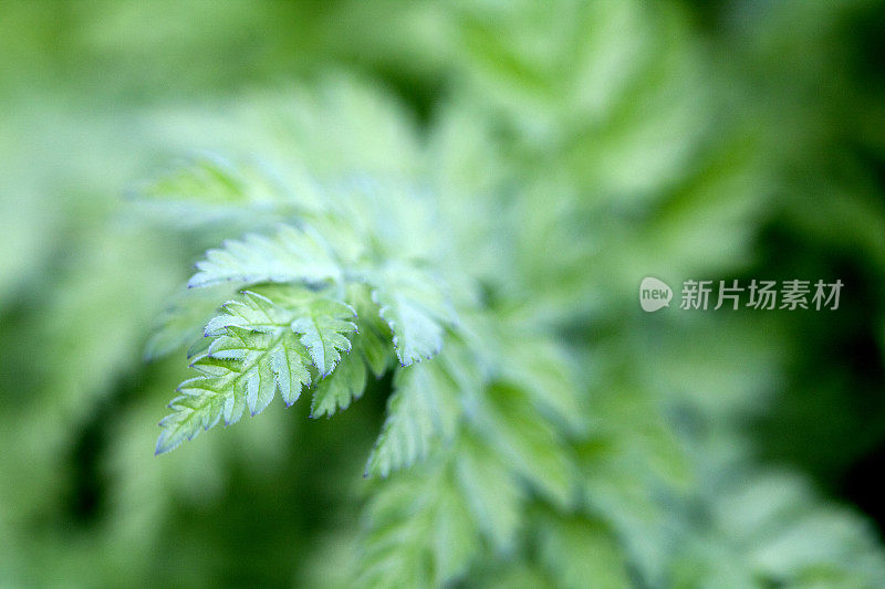 蕨类植物的叶子