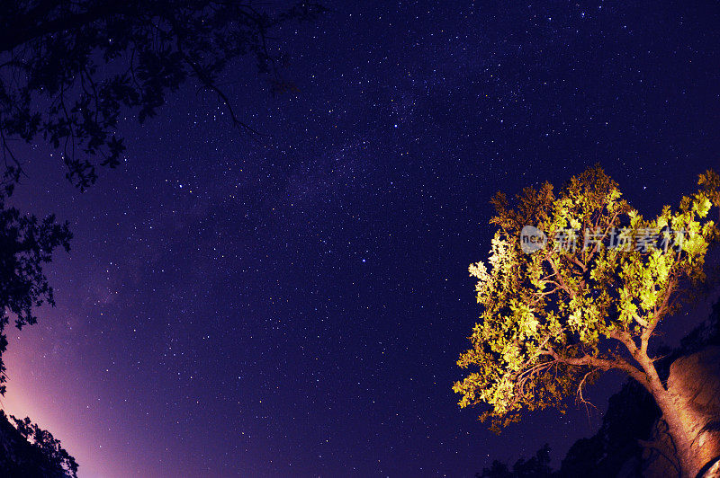 夜晚森林中的天空