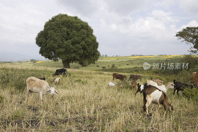 在埃塞俄比亚放牧的山羊
